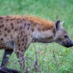 日本大胆欧美人术艺术 8p8itj0