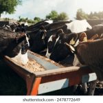 国产精品你懂的在线播放 eviykx8