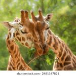 正在播放国产进去就不疼了 jzbql2dr