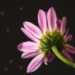 国产精品写真视频在线观看 taun6o