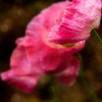 yp.com - yellow pages:探索本地商家与服务的最佳平台 o3qv9dpo